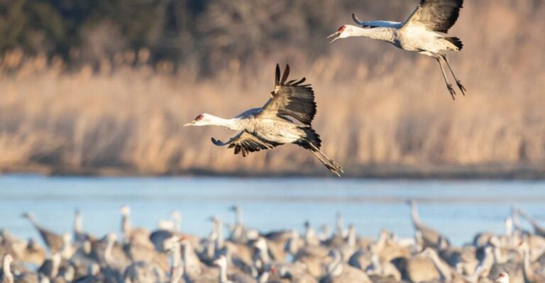 The First Crane Flocks Are Already Moving Over Northern Indiana