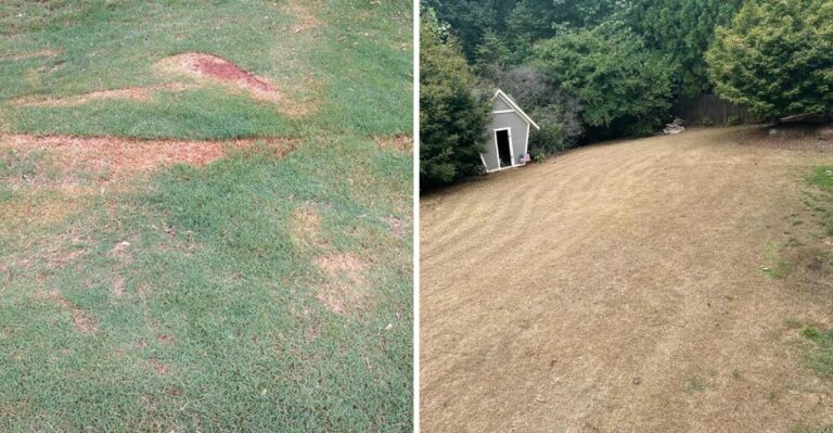 Why Parts Of Your Florida Bermudagrass Suddenly Look Scalped Even Though You Didn’t Mow