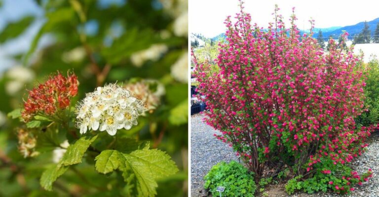 The Native Oregon Shrubs That Can Handle A Downspout Garden Without Constant Fuss