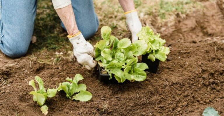 The Fall Vegetables New York Gardens Can Still Grow This Week