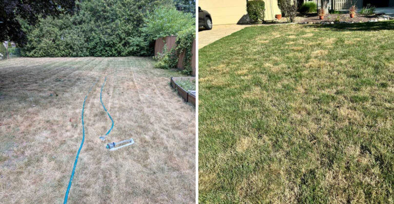 Why Pennsylvania Lawns Turn Brown In Late Summer (And What Actually Revives Them)