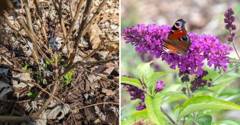 The One Thing North Carolina Butterfly Bush Needs Before September Ends