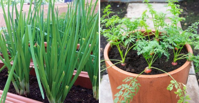 9 Georgia Fall Crops To Grow In Containers Instead Of Garden Beds