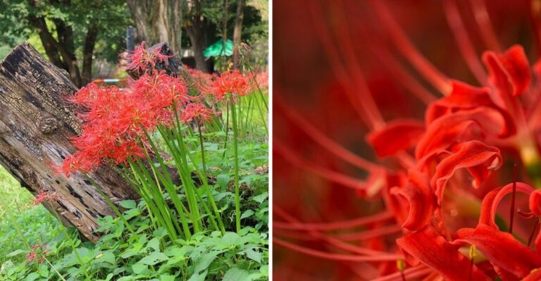 These Bare Stems Are Bursting Into Bloom Overnight Across Louisiana Yards After The Season’s Rain