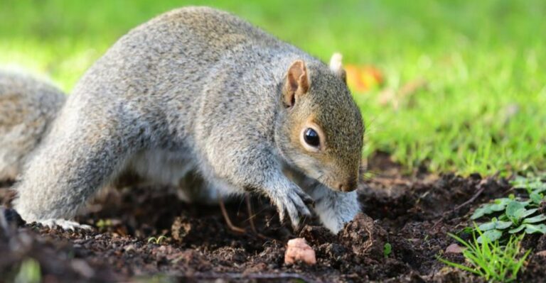 Why Oregon Squirrels Dig Everywhere In Fall