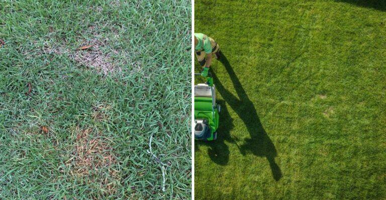 Why September Is The Month To Start Watching Florida Zoysia For Large Patch