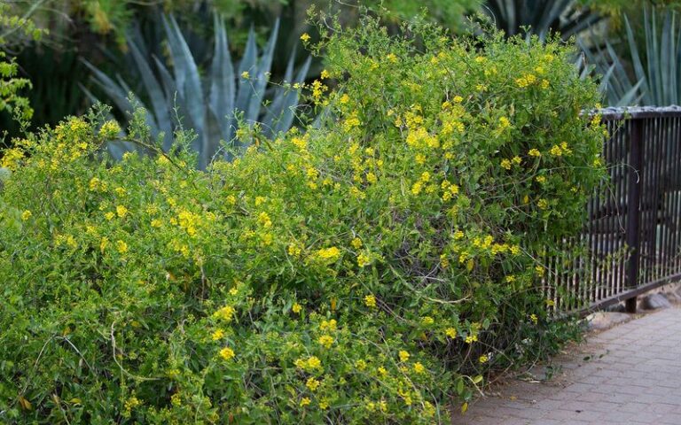 Plant This Native Desert Vine Once In Arizona And It Blooms For Decades Without Ever Being Moved