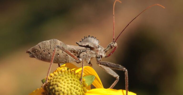 What It Means When Tennessee Wheel Bugs Reach Full Size In Your Garden