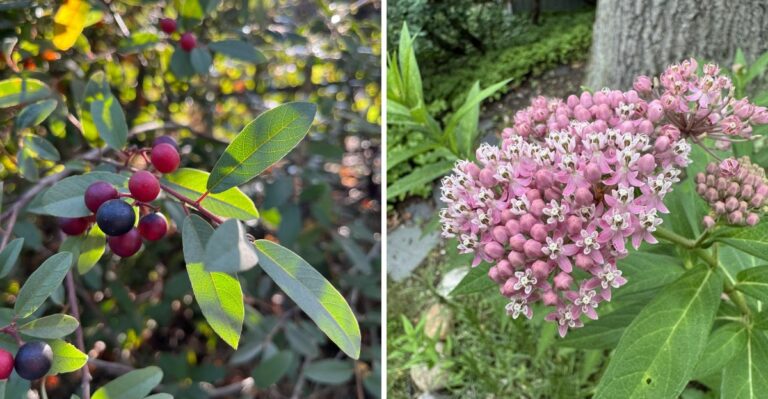 Why California Nurseries Are Selling Out Of These Fall Plants Faster Than Usual