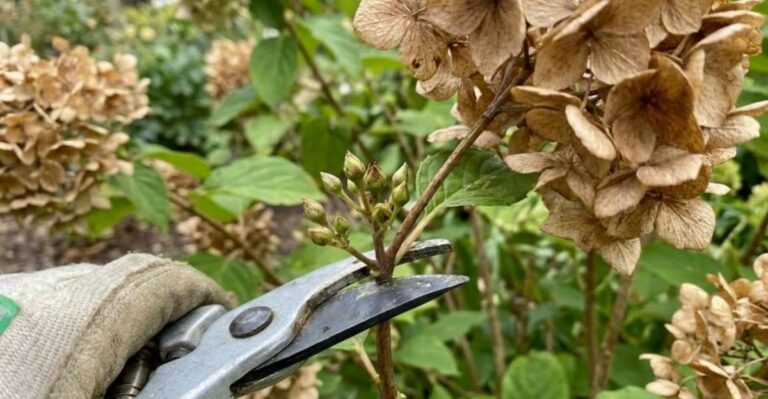 How California Gardeners Should Handle Fading Hydrangea Blooms This September