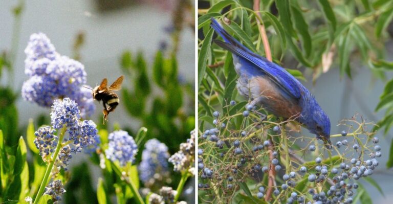 8 California Wildlife Friendly Plants To Add Before Winter