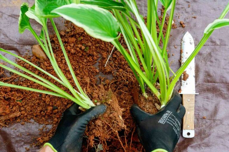 Split your overgrown hostas this fall and fill every shady corner of your Wisconsin yard