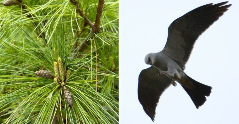 The Bird That Shares Mississippi’s Name Has Already Left The State Before Its Own Fall Begins