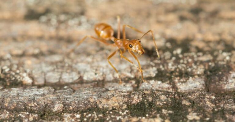 This Invasive Ant Is Spreading Through Texas Yards Faster Than Fire Ants