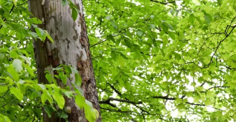The Native Ohio Plant That Draws Owls And Fewer Mice To Your Yard