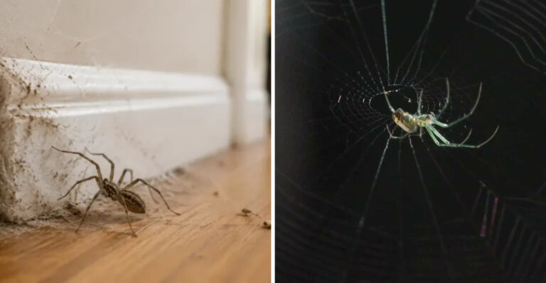 spiders indoors