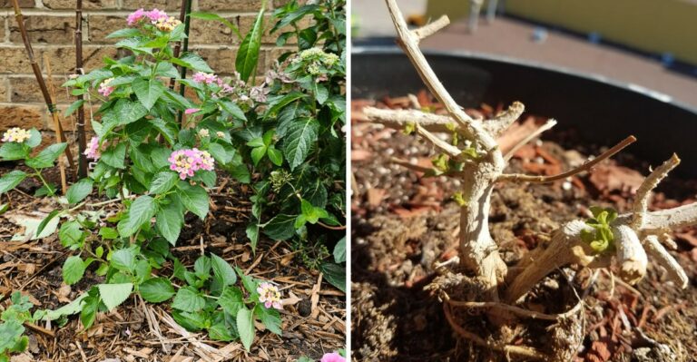 What To Do With Your Ohio Lantana Before The First Frost Arrives