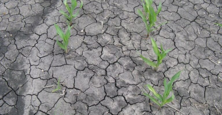 What Crusted Soil Around North Carolina Transplants Is Trying To Tell You