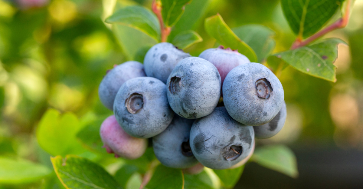 Blueberries (featured image)