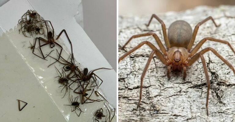 Venomous Spiders Are Entering Their Peak Mating Season Inside Tennessee Homes Right Now