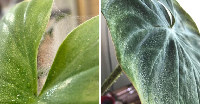 The Spider Mite Damage Ohio Gardeners Mistake For Drought Stress This Month