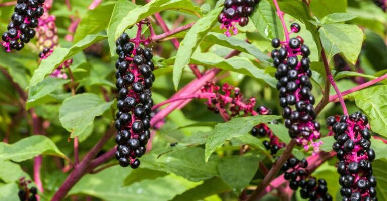 How Georgia Gardeners Can Tell Elderberries From Their Toxic Lookalike