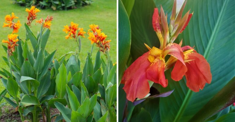 8 September Canna Lily Tasks That Will Keep Your Cannas Healthy Through Winter And Blooming Next Year