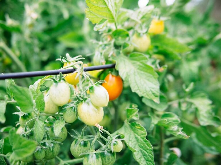 3 Simple Tomato Hacks Arizona Gardeners Swear By For A Bigger Fall Harvest