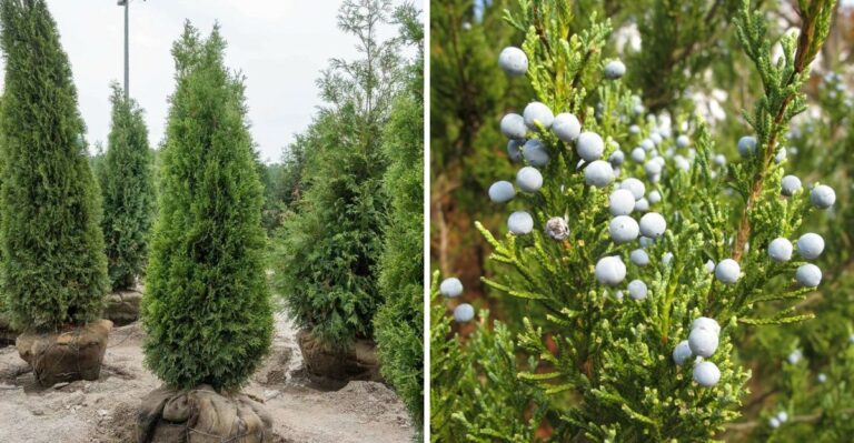 The Pennsylvania Native Tree That Blocks Wind Without Constant Cleanup