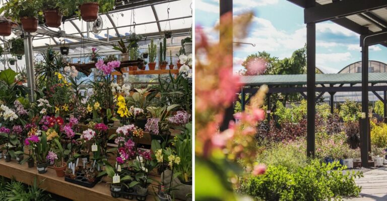 6 Pennsylvania Nurseries Worth A Fall Road Trip For Bulbs And Mums