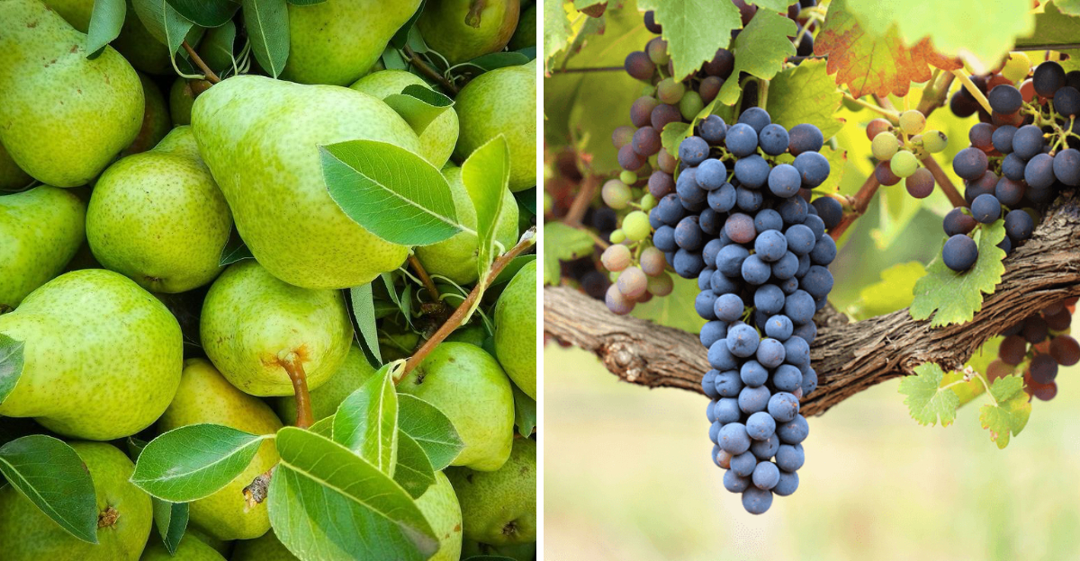 pears and grapes