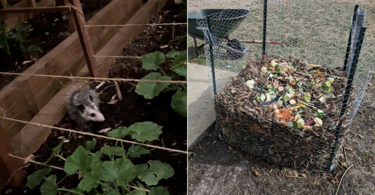 The California Compost Mistake That Attracts Possums Instead Of Breaking Down Waste