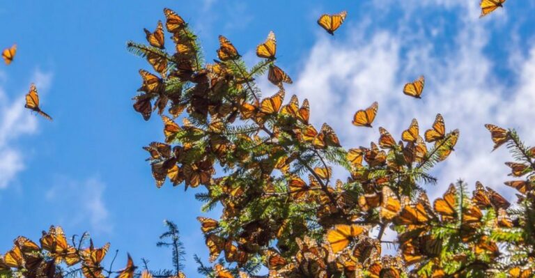 Peak Monarch Weeks Are Starting Across Illinois Skies