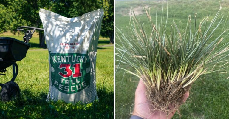Don’t Use Kentucky 31 In Ohio Just Because The Bag Says Tall Fescue