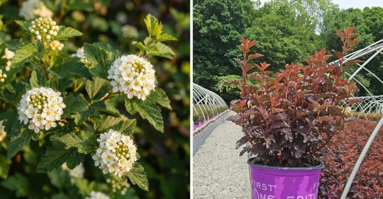 The Reasons To Plant Ninebark In Your Pennsylvania Yard And How To Get One Started This Fall