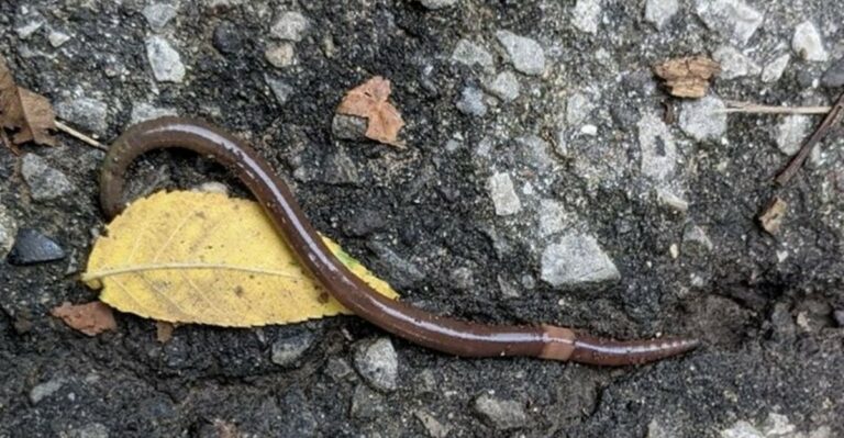 The Worms Thrashing Wildly In Missouri Mulch This Fall Are The Kind Gardeners Should Worry About