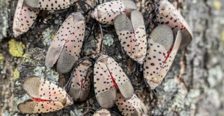 What To Do If You Keep Finding Spotted Lanternflies On Georgia Trees