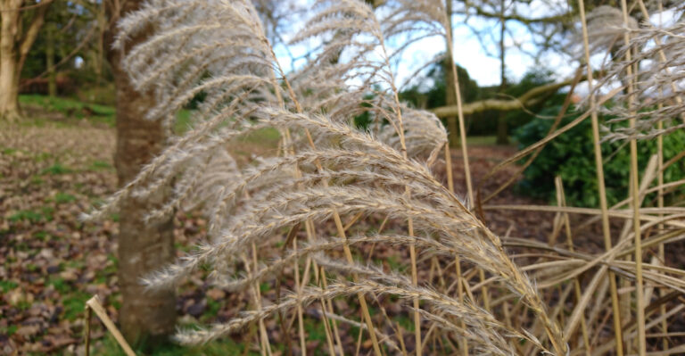 The One Thing Michigan Ornamental Grasses Need In September Before They Flop This Winter