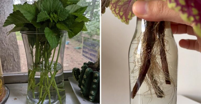 Save Tender Perennial Cuttings Before Connecticut’s First Frost
