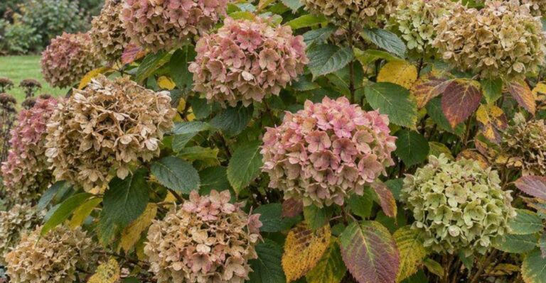 What Ohio Hydrangeas Need In October Before Winter Sets In