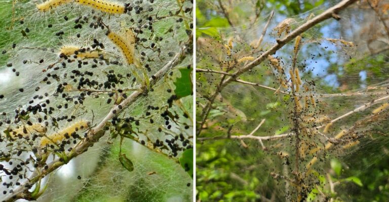 The White Webbing On Connecticut Branch Tips Is Not What Most Assume