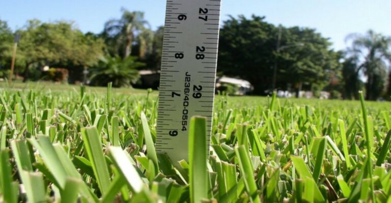 Why Cutting St. Augustine Too Short Can Make A Struggling Lawn Look Even Worse In Florida