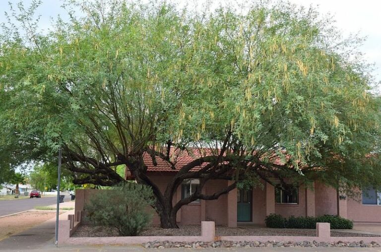 Skip Thirsty Ficus Trees and Plant This Arizona Native Shade Tree Instead