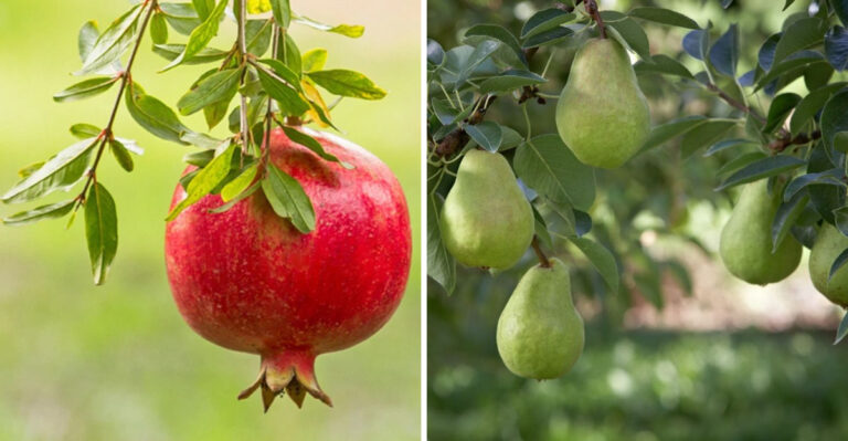 pomegranate and pears