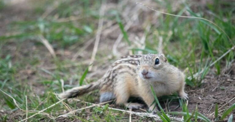 What It Means When Striped Ground Squirrels In Iowa Yards Disappear Underground For Six Months Or More