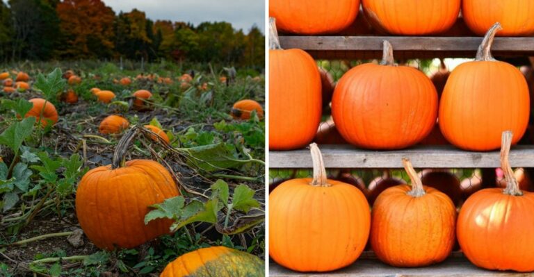Why Michigan Gardeners Are Bringing Harvested Pumpkins Inside To Cure Before Frost