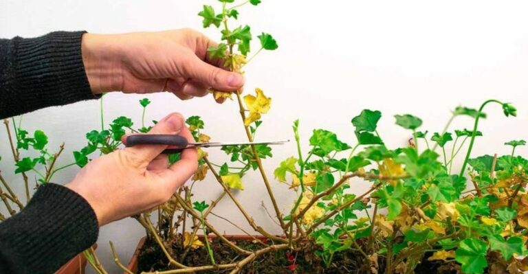 Got Geraniums In Arizona? 9 Things To Do Now To Overwinter Them For Bigger Blooms Next Year