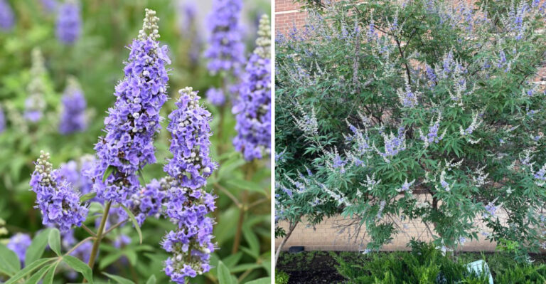 The One Thing You Must Do To North Carolina Vitex Before September Is Over