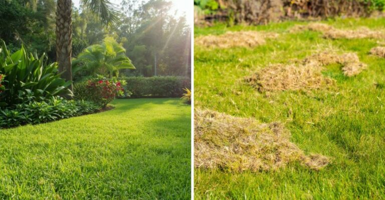 What Your Florida Lawn Actually Needs In September After Surviving Summer
