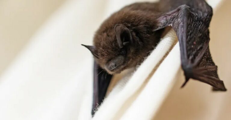 A Bat That Has No Business Being In Colorado Just Turned Up In Someone’s Backyard